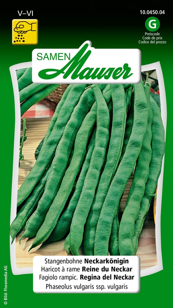 Haricot à rames reine D.Neckar