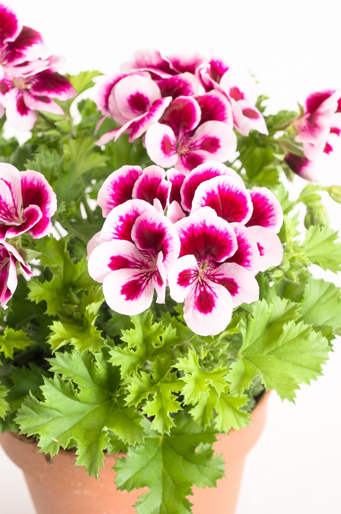 Pelargonium x grandiflorum 'Candy Flowers'