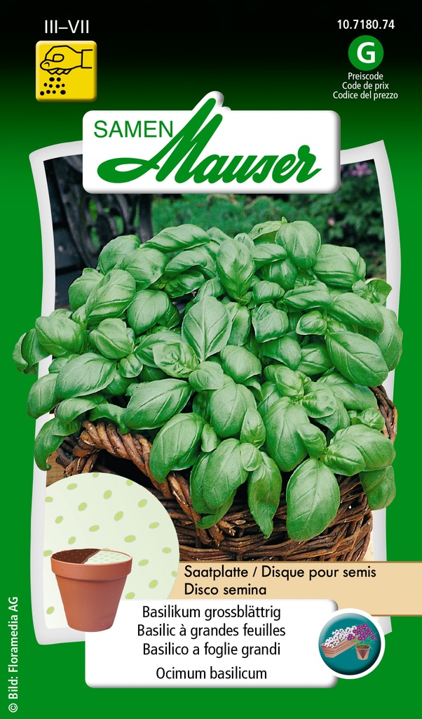 Disque pour semis Basilic à grandes feuilles