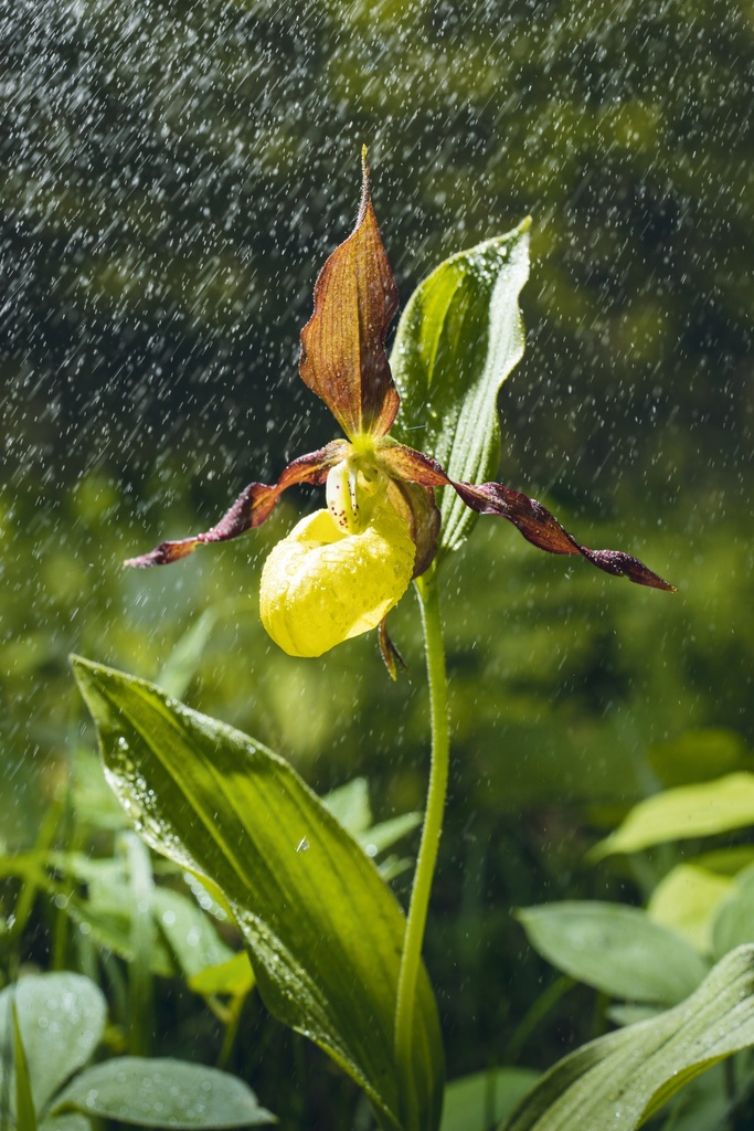 Cypripedium