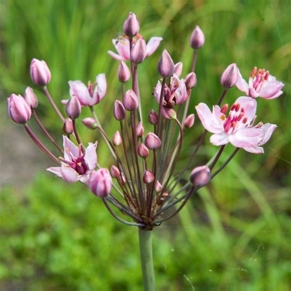 Butomus umbellatus