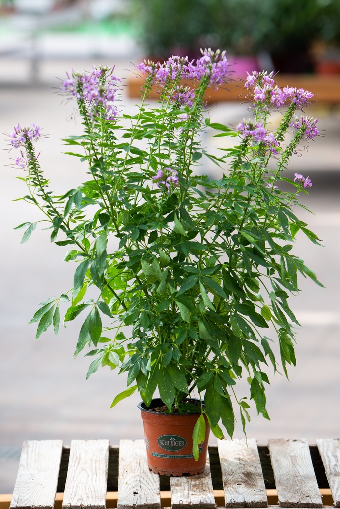 Cleome 'Senorita Rosalita'