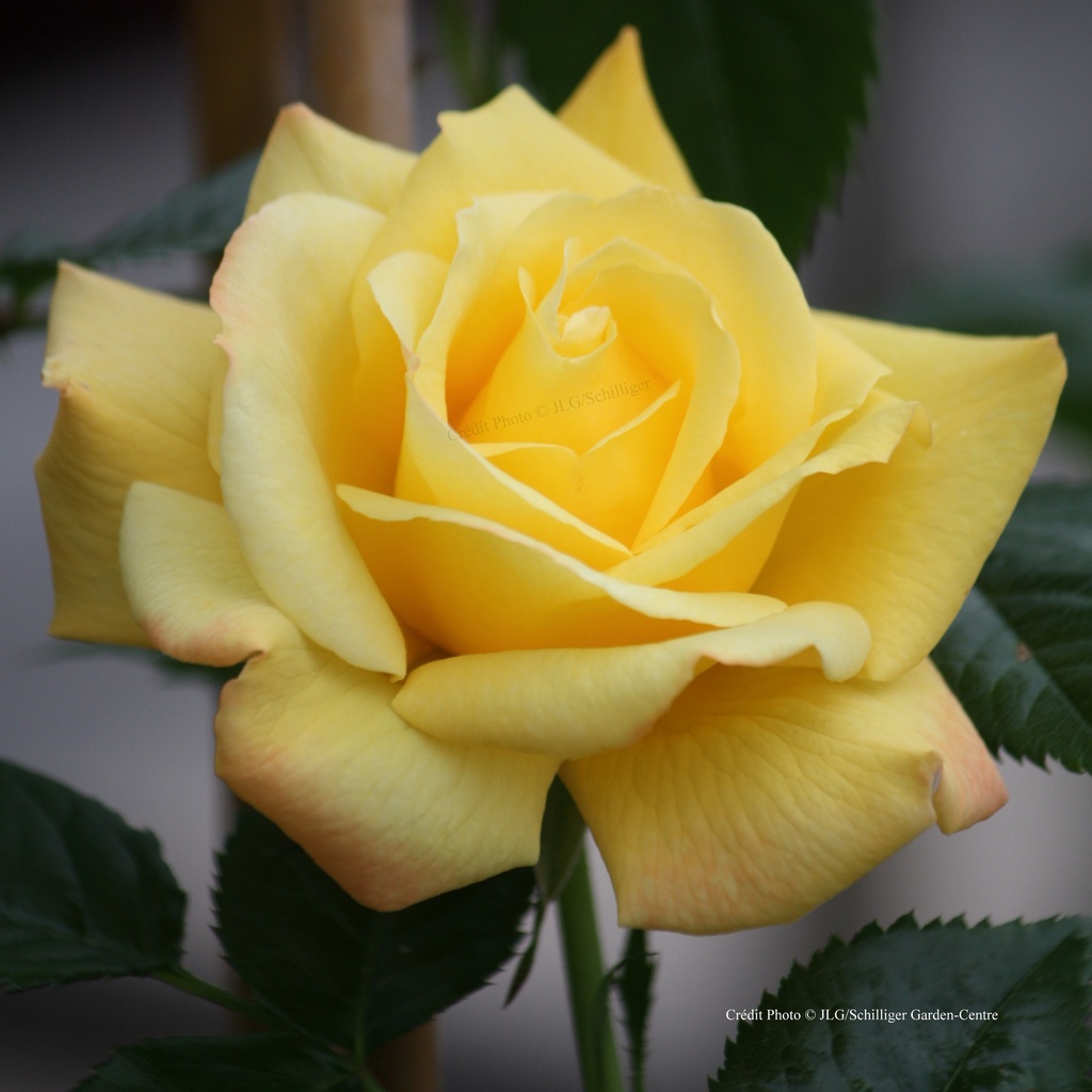 Rosier grimpant 'Dukat'