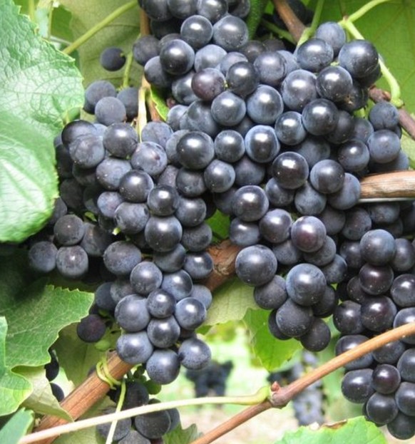 Vigne 'New York Muscat'