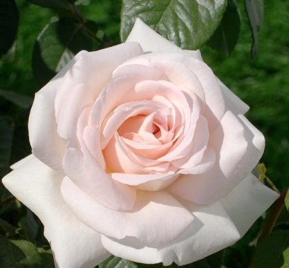 Rosier 'Prince Jardinier'