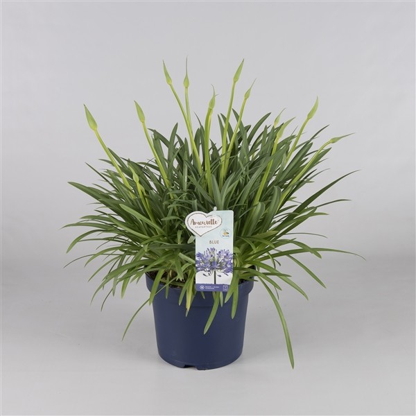 Agapanthus 'Amourette' (Bleu)