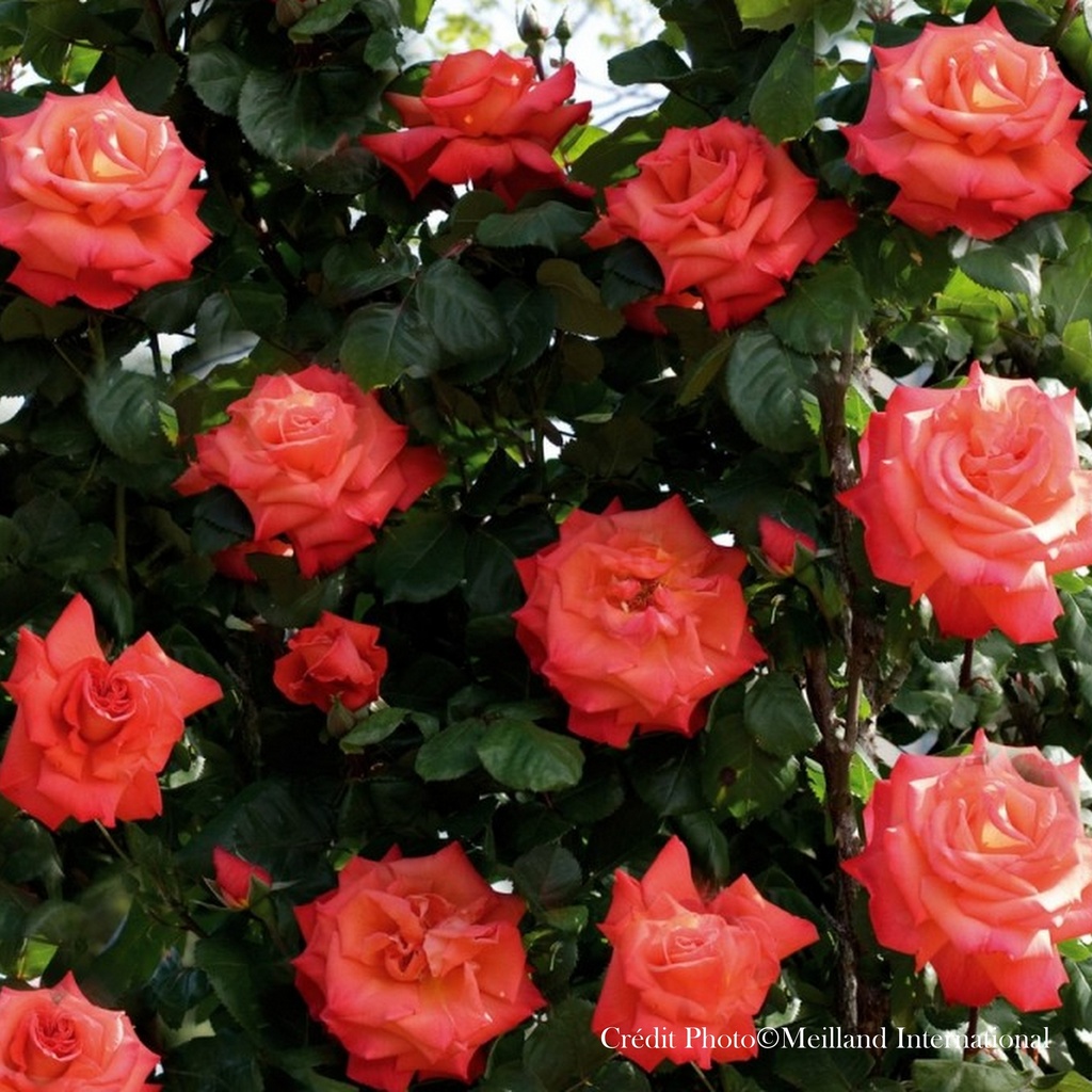 Rosier 'Christophe Collomb'