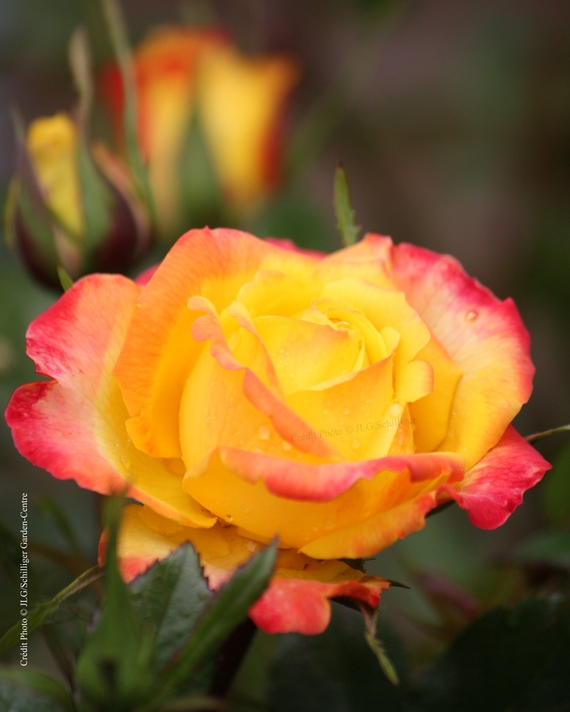 Rosier miniature 'Flame Meillandina'