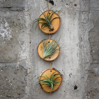 Tillandsia 'Pendant Nature Tilly'