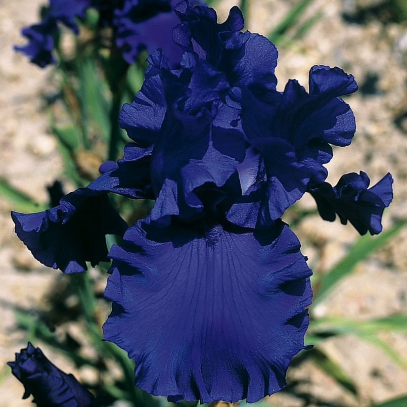 Iris germanica 'Devil's Lake'