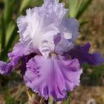 Iris germanica 'Shopper's Special'