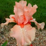 Iris germanica 'Buisson de Roses'