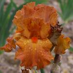 Iris germanica 'Hermes'
