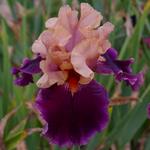 Iris germanica 'Naples'