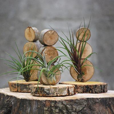 Tillandsia 'Poppy Small'