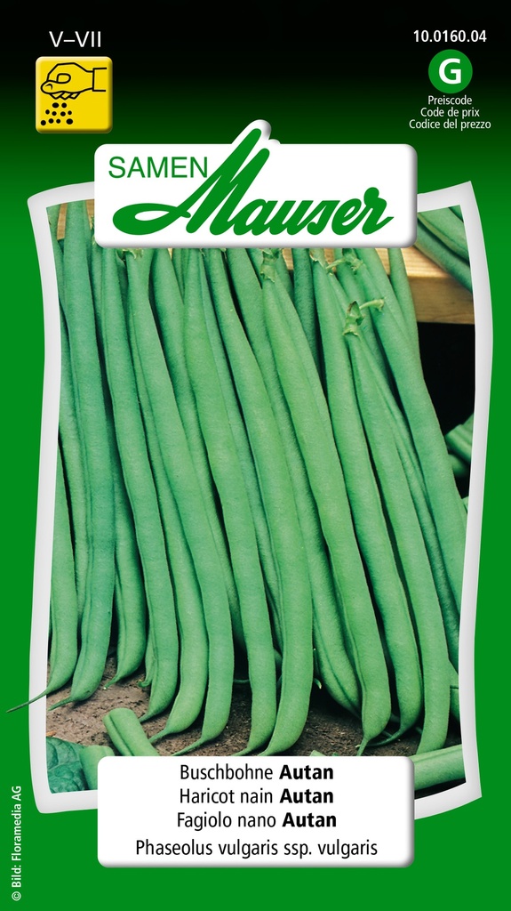 Haricot nain autan