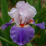 Iris germanica 'Mousquetaire'