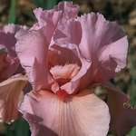 Iris germanica 'Magical Encounter'