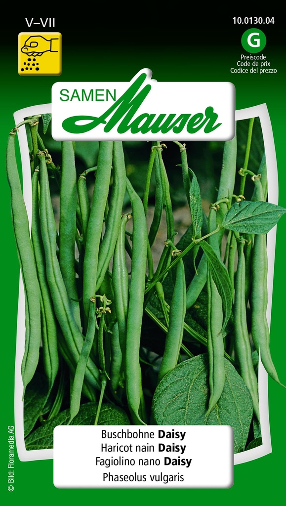 Haricot nain Cropper Teepee