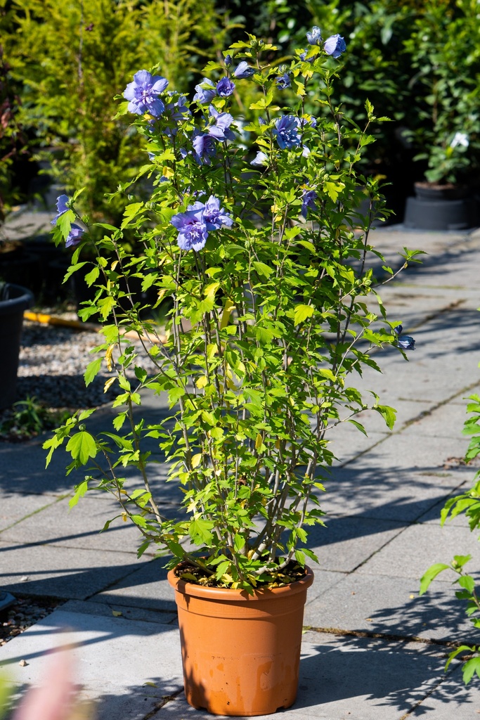 Hibiscus syriacus 'Blue Chiffon'
