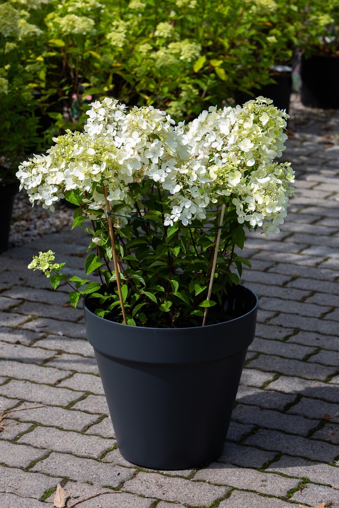 Hydrangea paniculata 'Diamant Rouge'