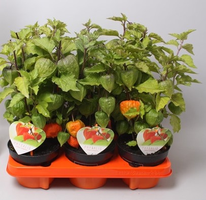 Physalis alkekengi 'Franchettii'