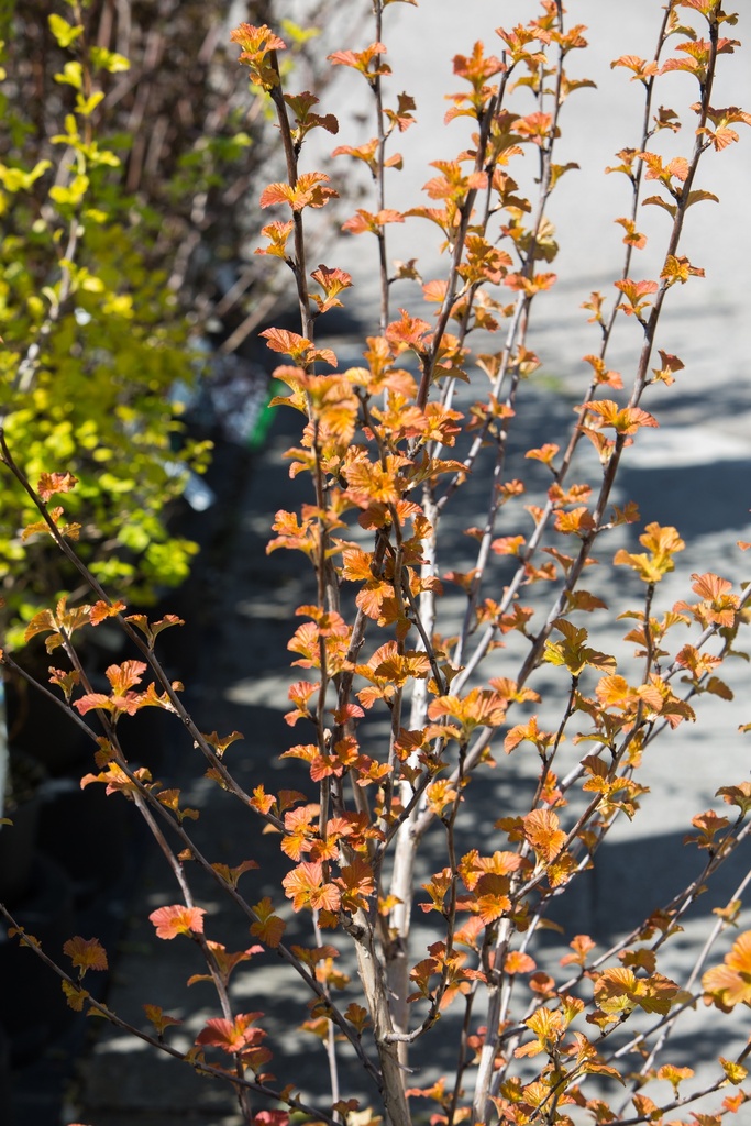 Physocarpus opulifolius 'Amber Jubilée'©