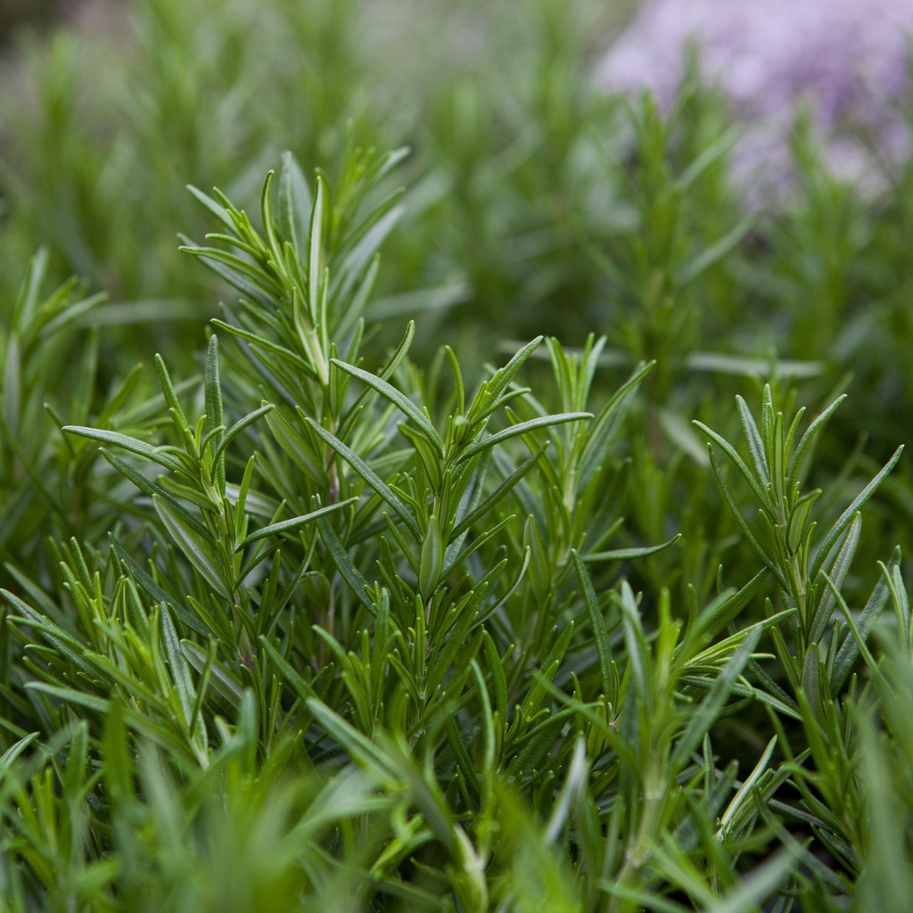 Rosmarinus officinalis