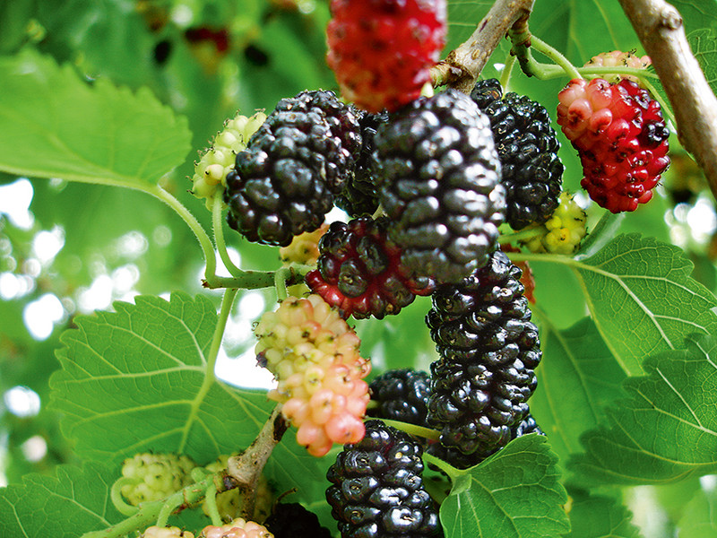 Morus nigra 'Mora'