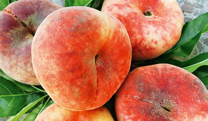 Pêche platePiattafortwo