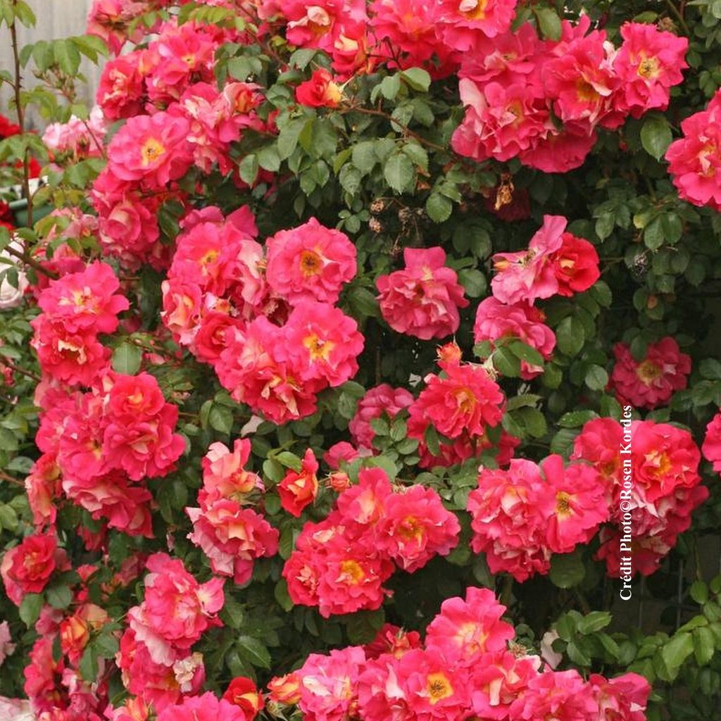 Rosier grimpant 'Bajazzo'