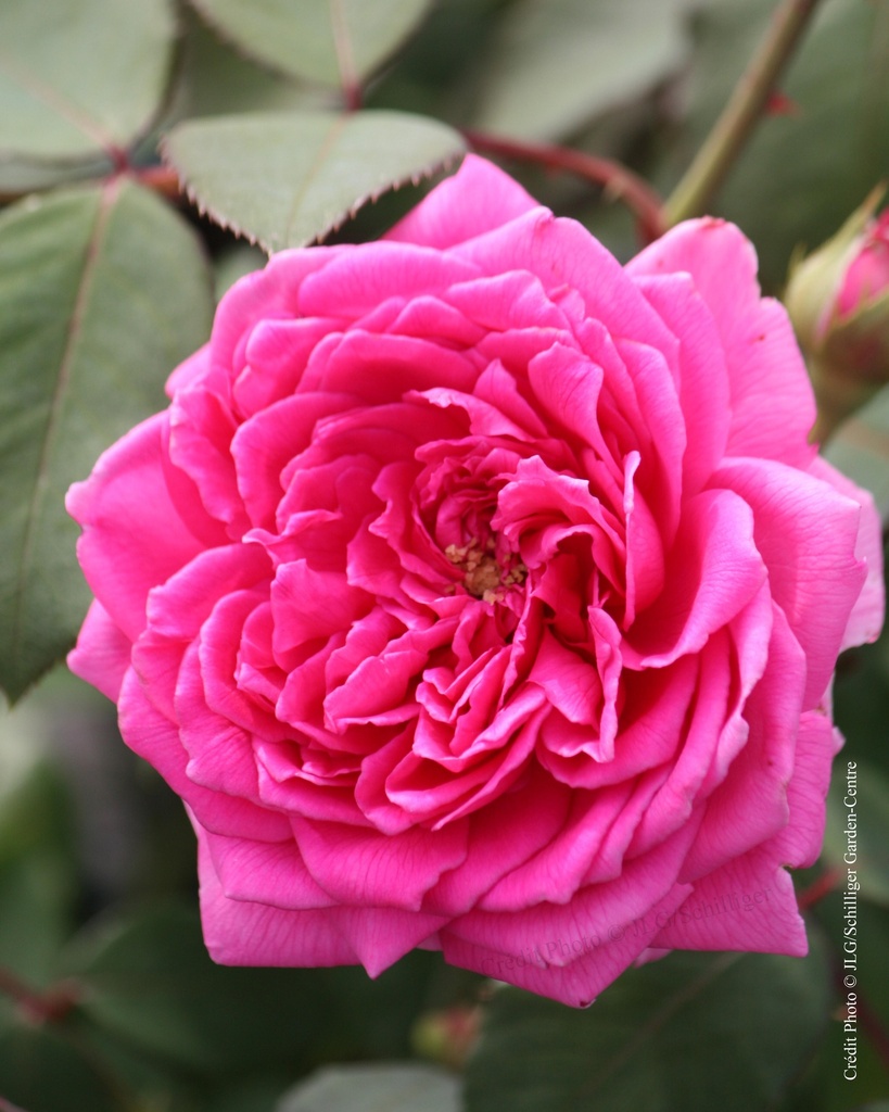 Rosier ancien 'Mme Pierre Euler'