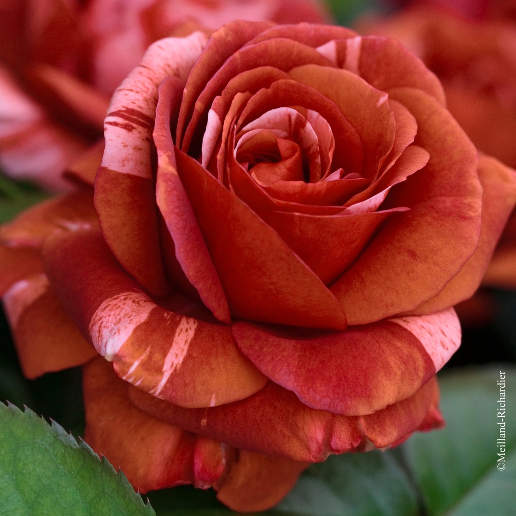 Rosier grimpant 'Brownie'