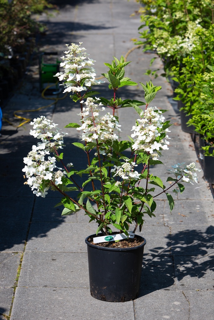 Hydrangea paniculata 'Wim's Red'©