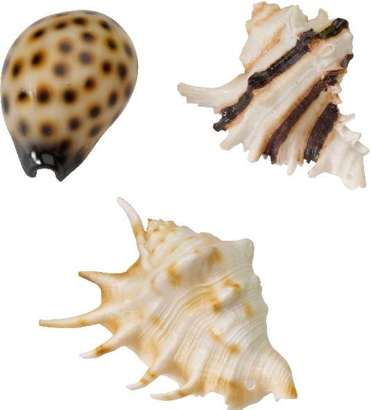Décor coquillages. (Set 3x4 pces)