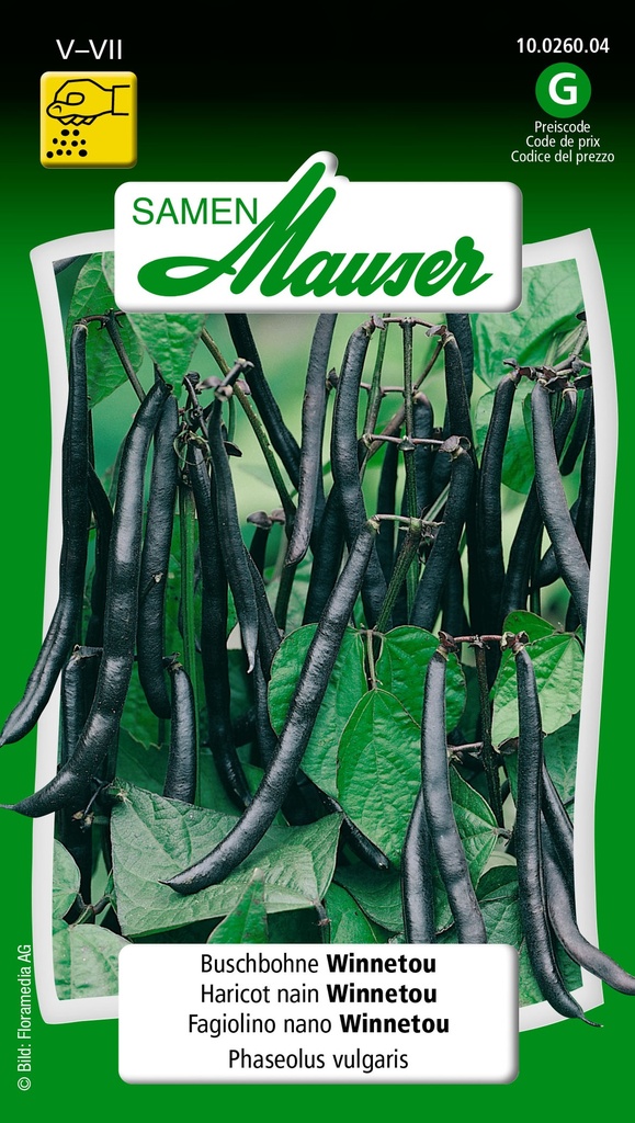 Haricot nain Winnetou