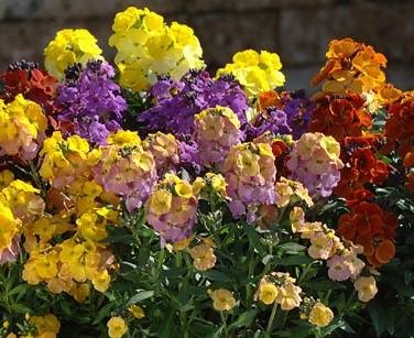 Erysimum