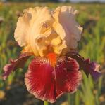 Iris germanica 'Cherry Blossom Song'