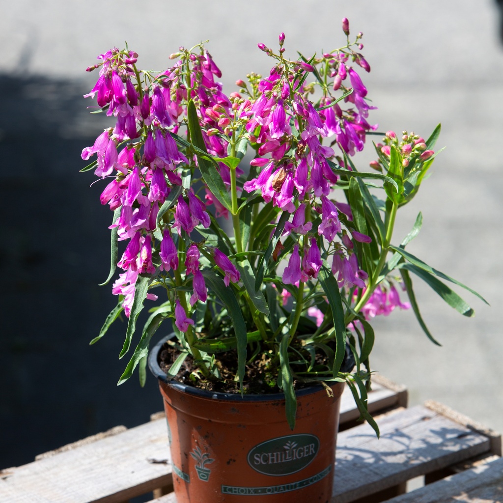 Penstemon barbatus 'Praecox Nanus Rondo'