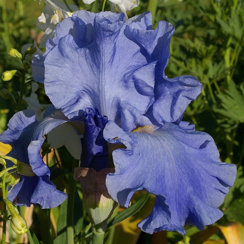 Iris germanica 'Chou Bleu'