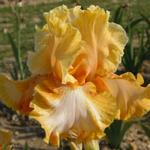 Iris germanica 'Cajun Rythm'