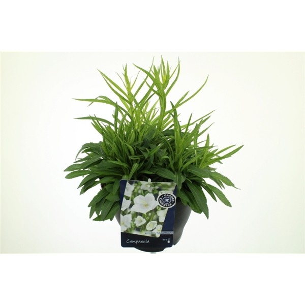 Campanula persicifolia 'Takion White'