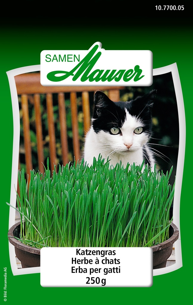 Herbe à chats