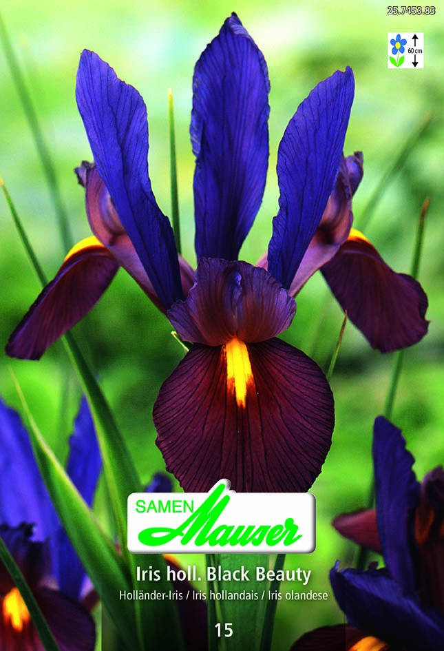 Iris hol Eye of the Tiger 15