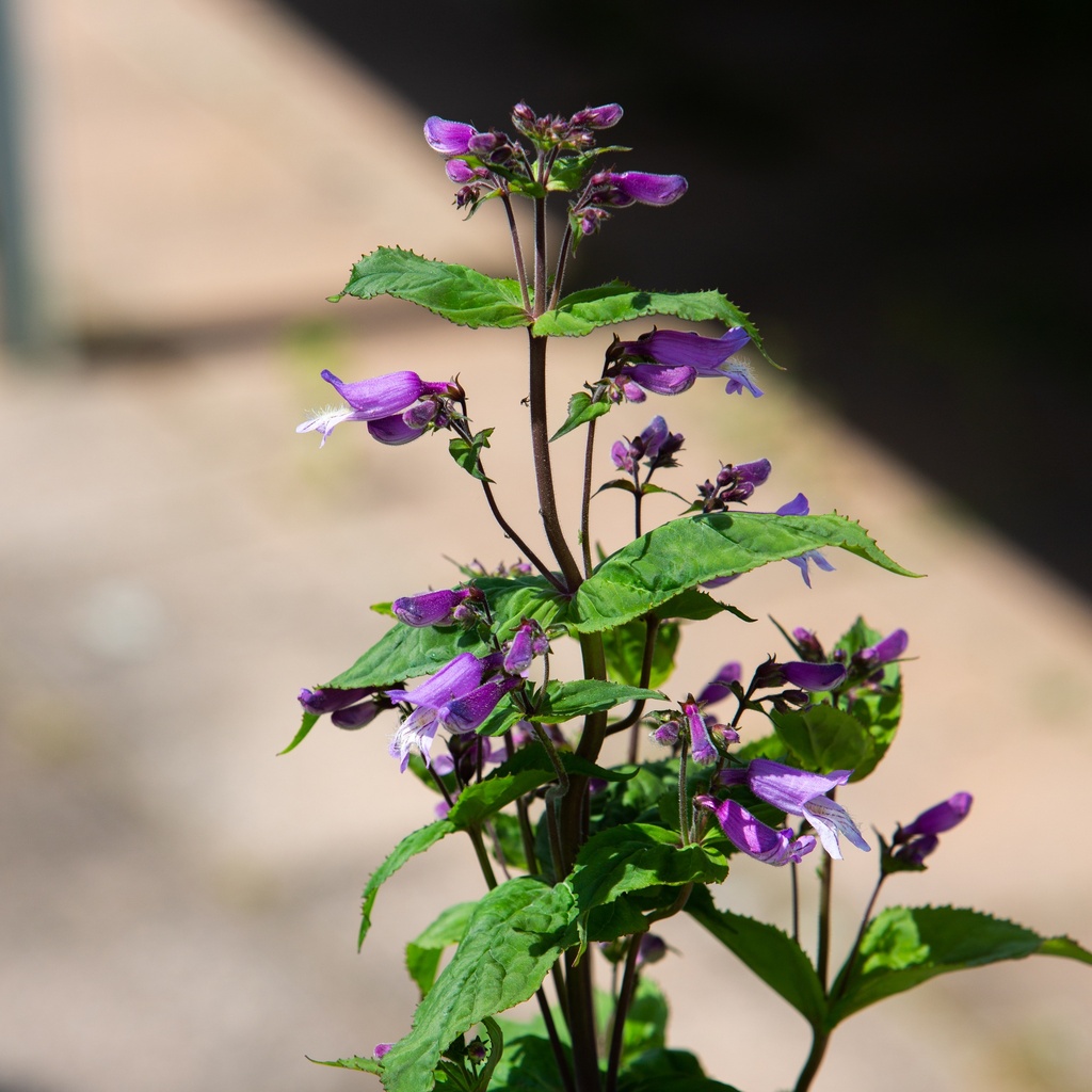 Penstemon smallii