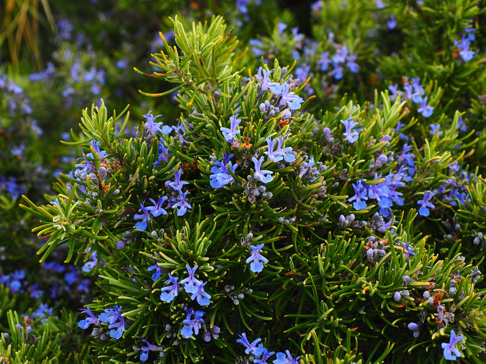 Rosmarinus officinalis