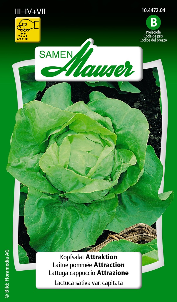 Laitue pommée Attraction