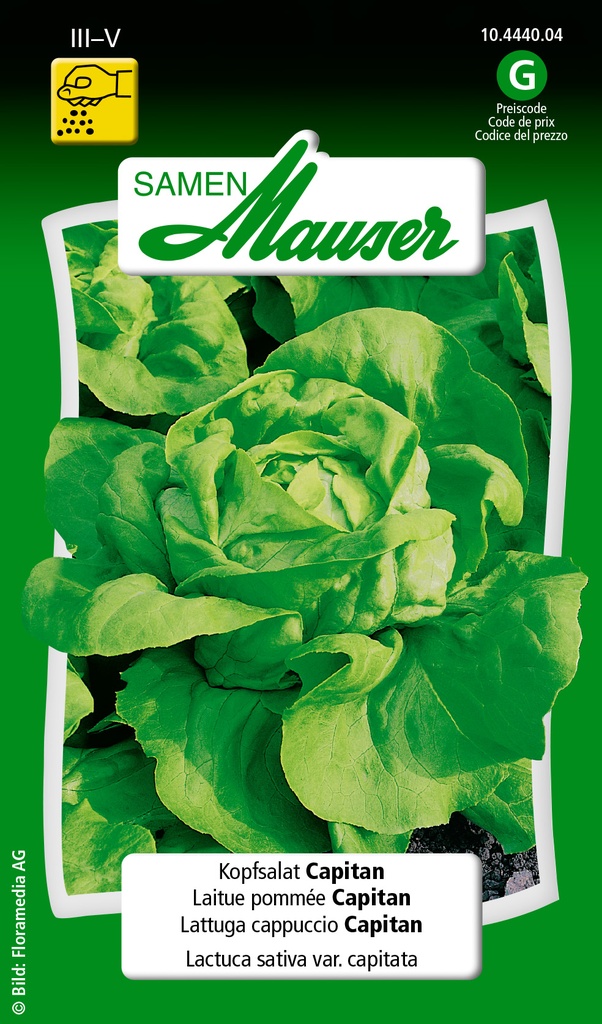 Laitue pommée Capitan