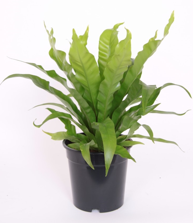 Asplenium antiquum