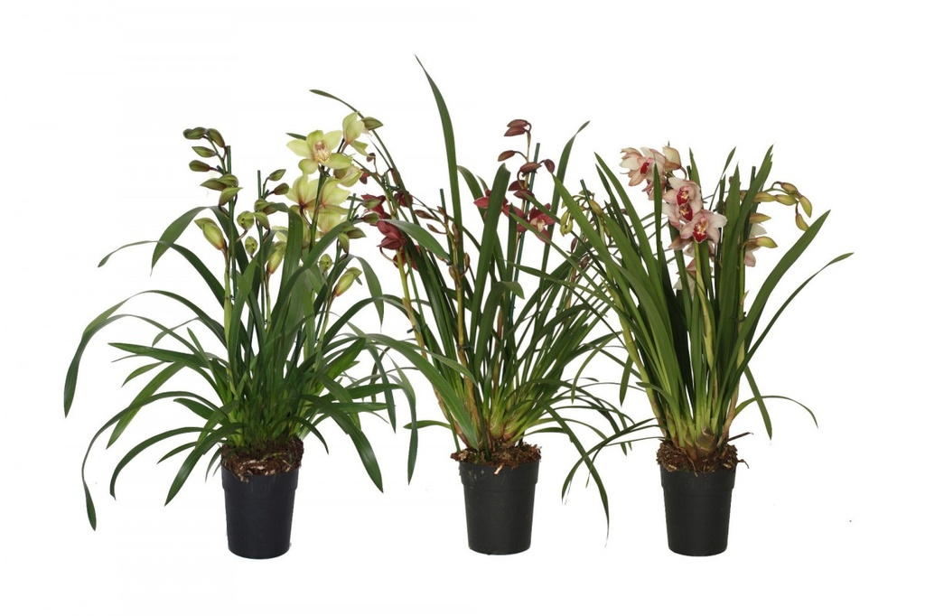 Cymbidium